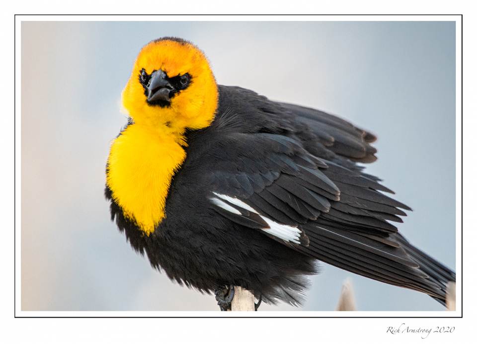 Yellow-headed blackbird 1g.jpg